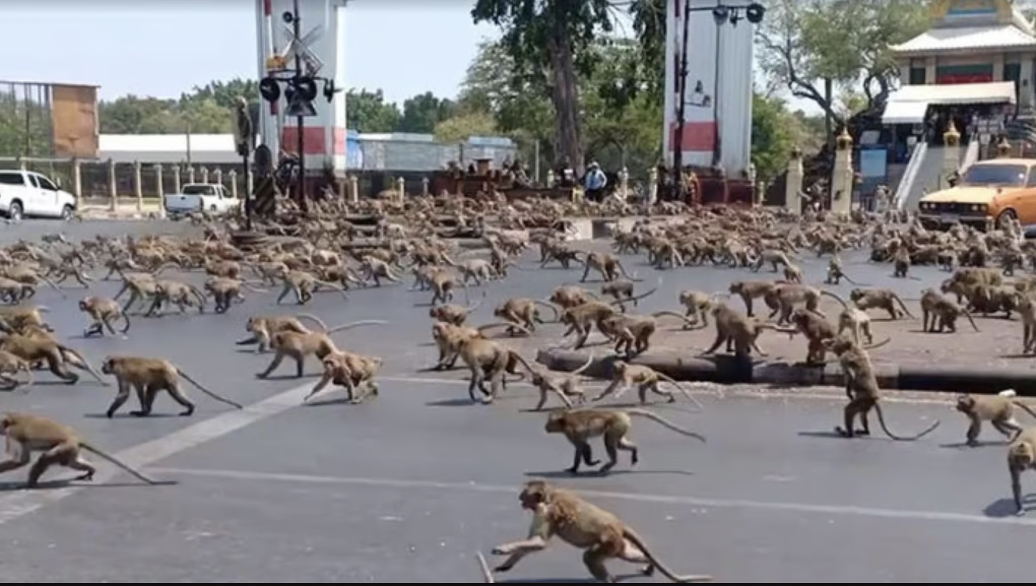 30 Pics Showing The Unstoppable Monkeyfication of Our Cities 